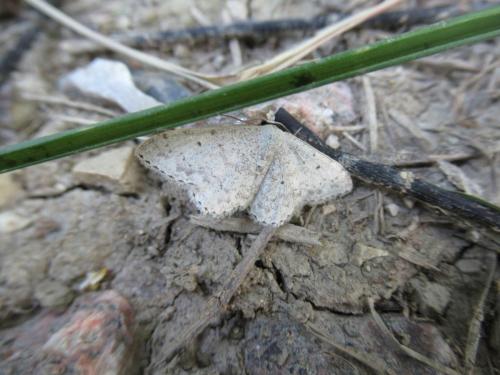 Réf. 187 489 : Scopula marginepunctata